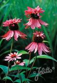 Echinacea Doubledecker